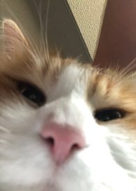 �����������ĸ�ף����ӁS��1v2��